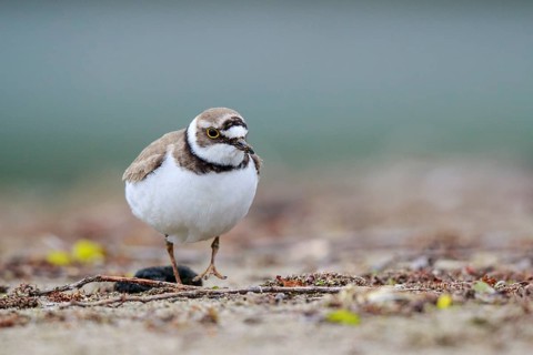 Little Ringed Plover (Charadrius dubius) female, North Rhine-Westphalia, Germany