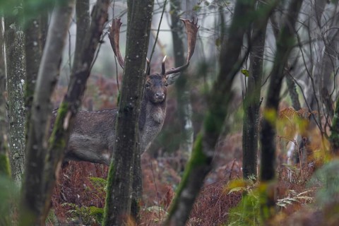 The rutting grounds of fallow deer (Dama dama) are often located in parts of the forest that are