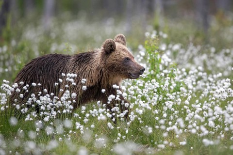 European brown bear (Ursus arctos), Europe, Scandinavia, Finland, young