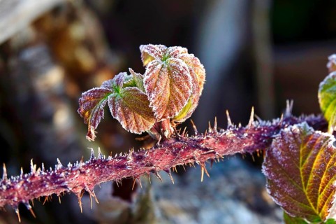 Hoarfrost in a garden in the morning, winter, Germany