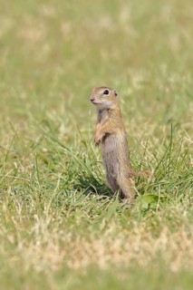 European ground squirrel (Spermophilus citellus) juvenile standing upright in a meadow, Burgenland