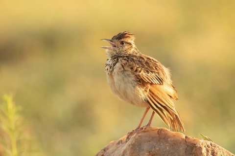 Rufous-naped Lark (Mirafra africana) singing, Masai Mara, Kenya