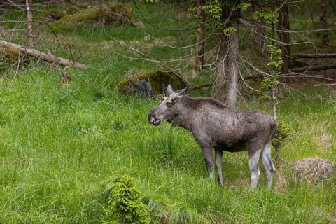 One adult male moose or elk, Alces alces, grazing on a meadow with tall fresh green grass, a forest