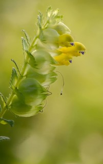 Brownroot, glandular rattlespot, rhinanthus rumelicus, scrophulariaceae, flora, high size,