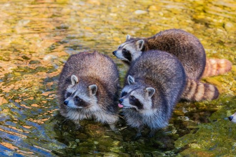 Three adult Raccoons Procyon lotor, stand in the shallow water of a creek and search for food