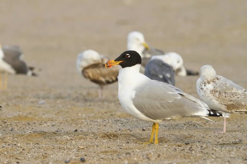 Pallas's Gull (Ichthyaetus ichthyaetus), Oman