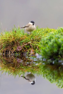 A small bird perched on a grassy patch, its reflection visible in the water, Willow Tit (Parus