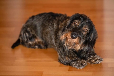 Rough-haired dachshund, male dog, lying on parquet, holding head at an angle, astonished,