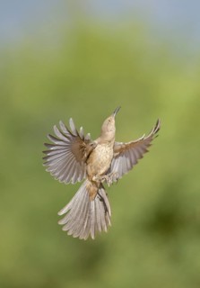 Curve-billed Thrasher (Toxostoma curvirostre) flying, Arizona, USA