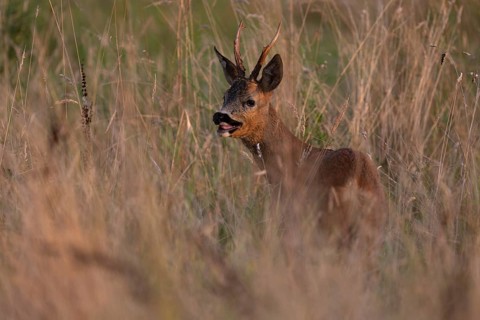 Roebuck, leaf time, Wittlich, Rhineland-Palatinate, Germany