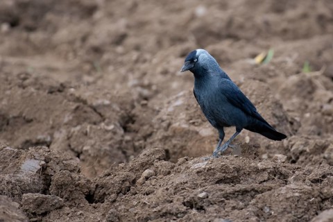 Western Jackdaw (Coloeus monedula) perched in field, Thuringia, Deutschland, Germany