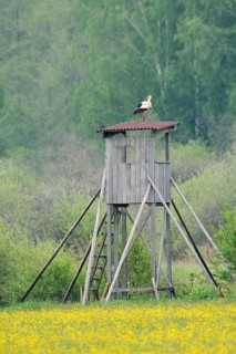 A white stork (Ciconia ciconia) stands on a raised hide, Baden-Württemberg, Germany