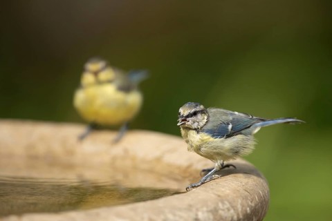 Blue tit (Cyanistes Caeruleus) two adult garden birds drinking water from a bird bath in summer,