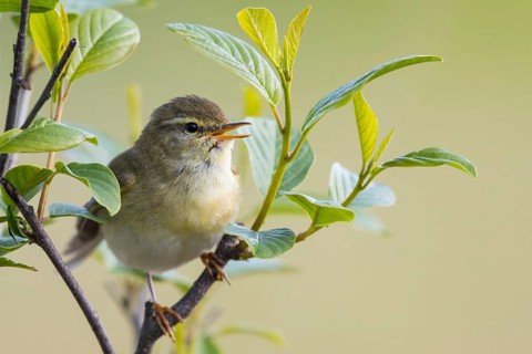 Willow Warbler (Phylloscopus trochilus) male singing from a branch, North-Rhine-Westphalia, Germany