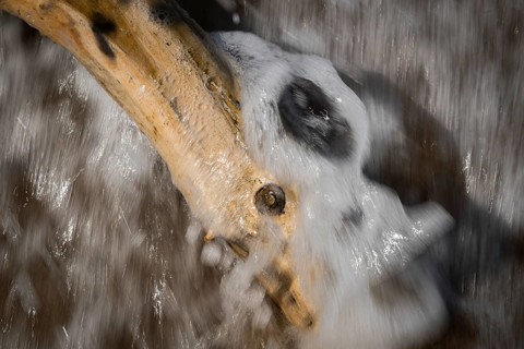 Driftwood washed by surf, spray, Houvig Beach, North Sea, Denmark