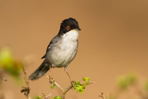 Sardinian Warbler (Sylvia melanocephala) male, Morocco