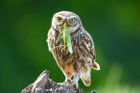 Bearded owl, Little Owl (Athene noctua) Hungary, bearded owl stands on tree stub, dead wood,
