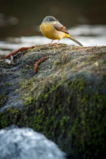 Grey Wagtail (Motacilla cinerea), over stone in waterfall, Arnoia river, Galicia, Spain