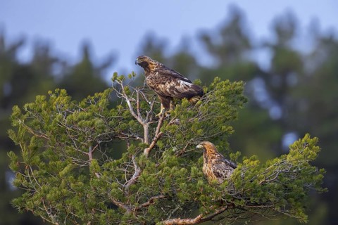 European golden eagles (Aquila chrysaetos chrysaetos), adult pair perched in pine tree in