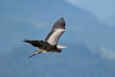 Grey heron (Ardea cinerea), in flight, Canton Zug, Switzerland