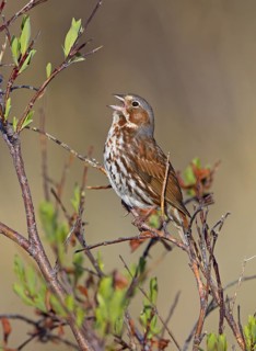 Red Fox Sparrow (Passerella iliaca) singing, Manitoba, Canada