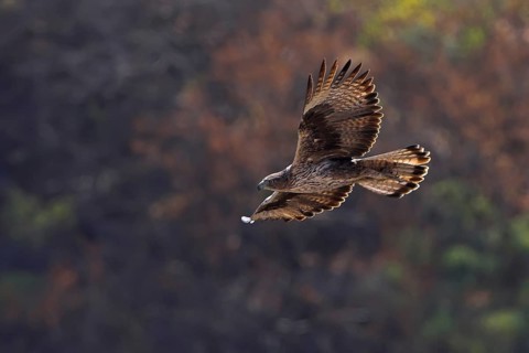 Bonelli's Eagle (Aquila fasciata), Oman