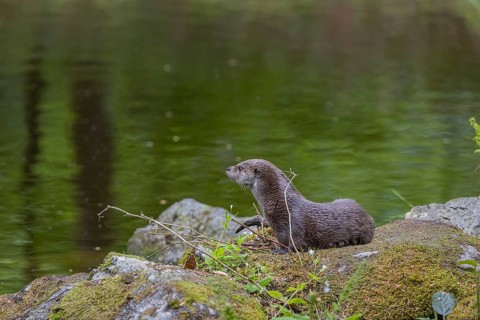 One Eurasian otter (Lutra lutra), resting on a mossy rock. Green water reflections in the