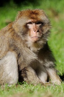 Barbary macaque (Macaca sylvanus) or magot, male, captive, occurring in Morocco, Algeria and