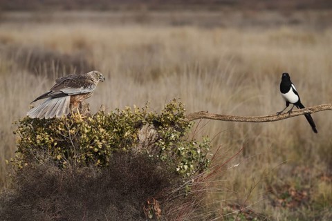 A red kite with its wings partially spread sits alert on a branch, observing its surroundings, as a