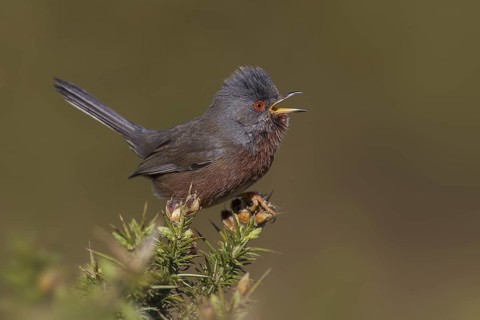 Dartford Warbler (Sylvia undata) male singing, Wales, United Kingdom