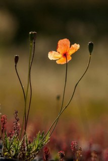 Poppies, poppies, papaver spec., papaveraceae, extremadura, flora, high size, portrait, plants,