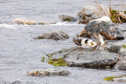 Ruff (Calidris pugnax), two males courting a female on a stone slab in the river, Varanger,