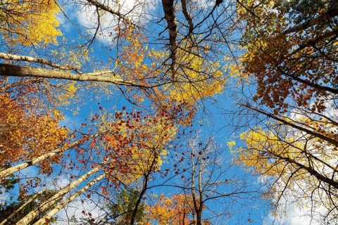 Low angle view of tall backlit semi silhouetted converging Betula - Birch and Acer - Maple trees in