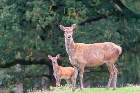 A female red deer (Cervus elaphus) and her calf standin a meadow in hilly terrain at the edge of