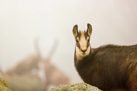 A young female chamois (Rupicapra rupicapra) stands on a rock, behind her two ibex (Capra ibex) are