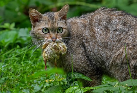 European wildcat, wild cat (Felis silvestris silvestris) with caught bird chick in underbrush,