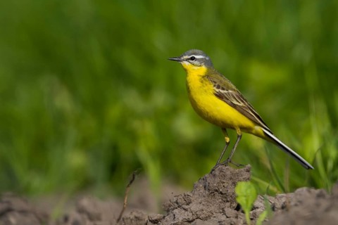 Blue-headed Wagtail - Wiesen-Schafstelze - Motacilla flava ssp. flava, Poland, adult male
