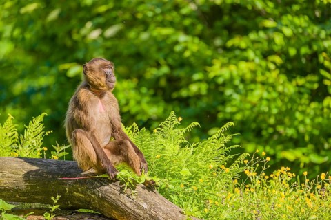 A male Gelada (Theropithecus gelada), or bleeding-heart monkey sits on a log lying in dense green