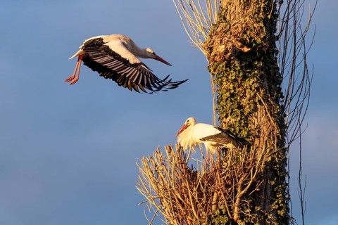 White storks, Rapperswil, Switzerland