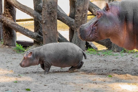 A baby hippopotamus (Hippopotamus amphibius) and its mother standing on a sandy riverbank in an
