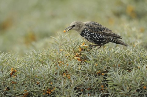 Common Starling (Sturnus vulgaris), Brandenburg, Germany