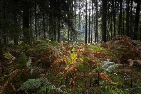 Bracken (Pteridium aquilinum) in spruce forest, Emsland, Lower Saxony, Germany