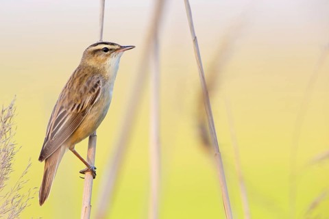 Schilfrohrsänger, Sedge Warbler, Acrocephalus schoenobaenus, Phragmite des joncs, Carricerín Común