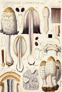 Mushroom, mushroom, crested tintling, Coprinus comatus, also asparagus mushroom, porcelain tintling