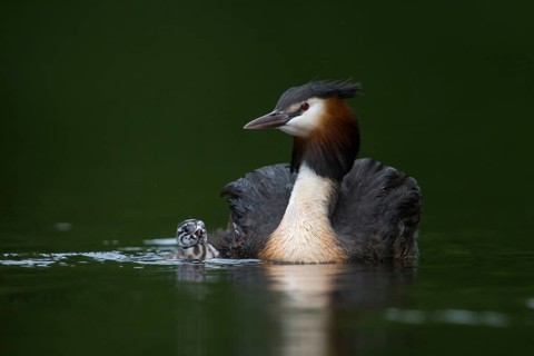 Great Crested Grebe (Podiceps cristatus) with chick, North Rhine-Westphalia, Germany