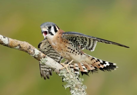 American Kestrel (Falco sparverius), Florida, USA