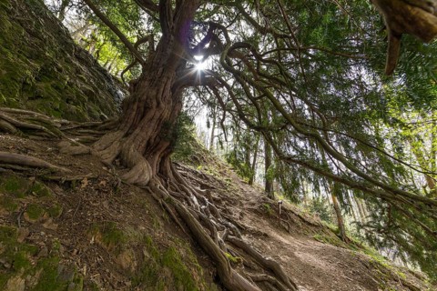 The 1000-year-old yew tree (Taxus) on the Lederberg in Schlottwitz in the Müglitz Valley,
