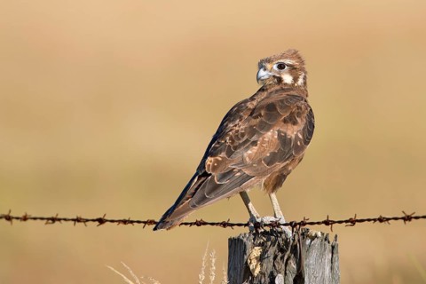 Brown Falcon (Falco berigora), Victoria, Australia