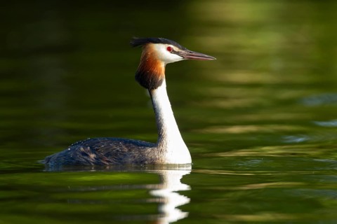 Great crested grebe (Podiceps cristatus) adult bird on a lake, England, United Kingdom
