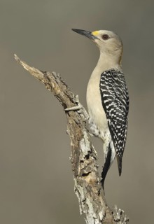 Golden-fronted Woodpecker (Melanerpes aurifrons), Texas, USA